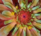 USA, Indiana, Carmel. Close-up of the center of dahlia flower. Art Print
